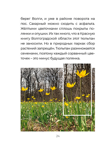 Степная ботаника 